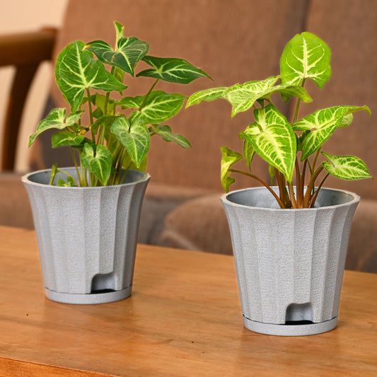 Ace Planter 5 Inches Self Watering Plant
