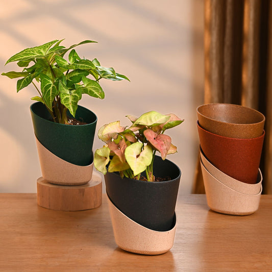 Planters EcoBloom 4 Inch