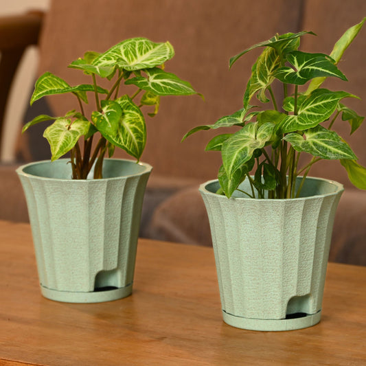 Ace Planter 5 Inches Self Watering Plant
