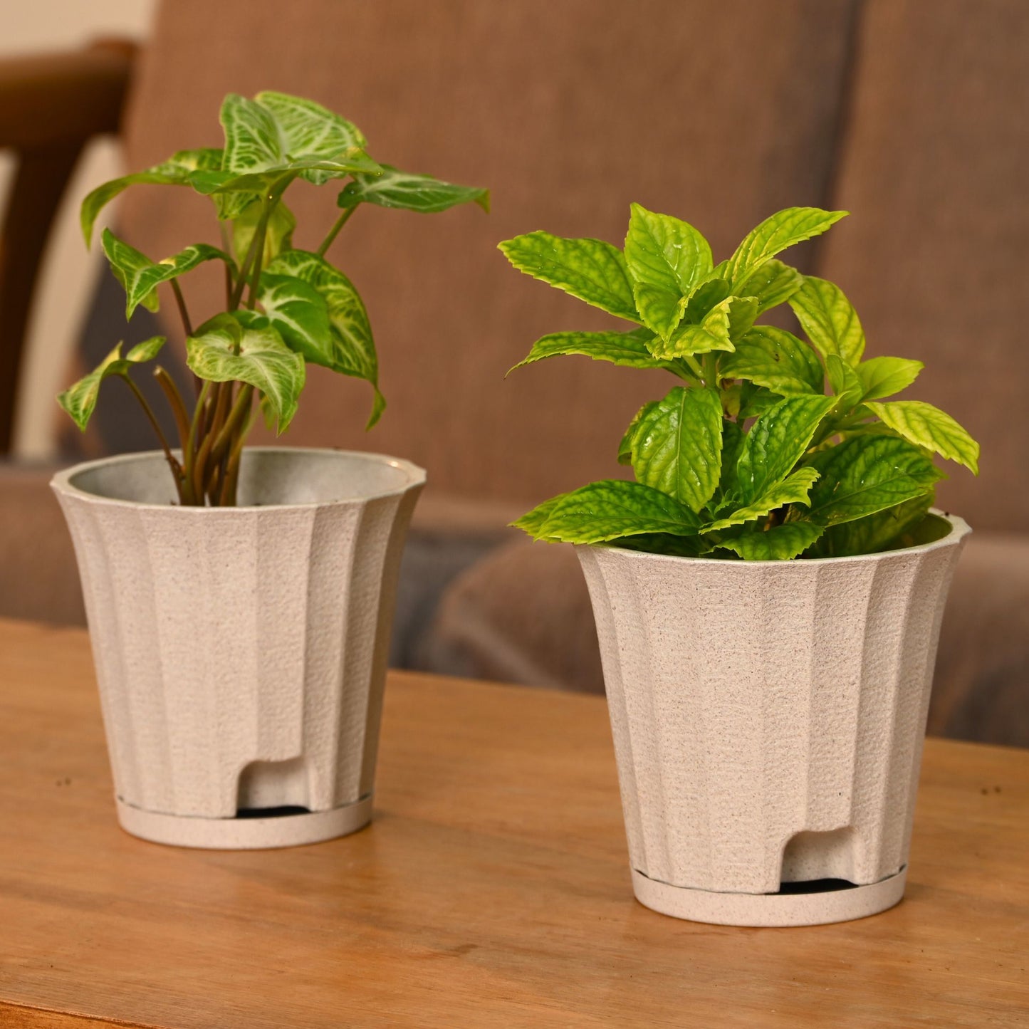 Ace Planter 5 Inches Self Watering Plant